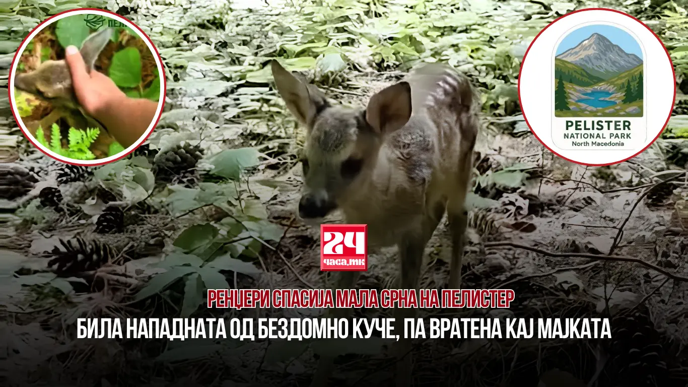 РЕНЏЕРИ СПАСИЈА МАЛА СРНА НА ПЕЛИСТЕР: Била нападната од бездомно куче, па вратена кај мајката