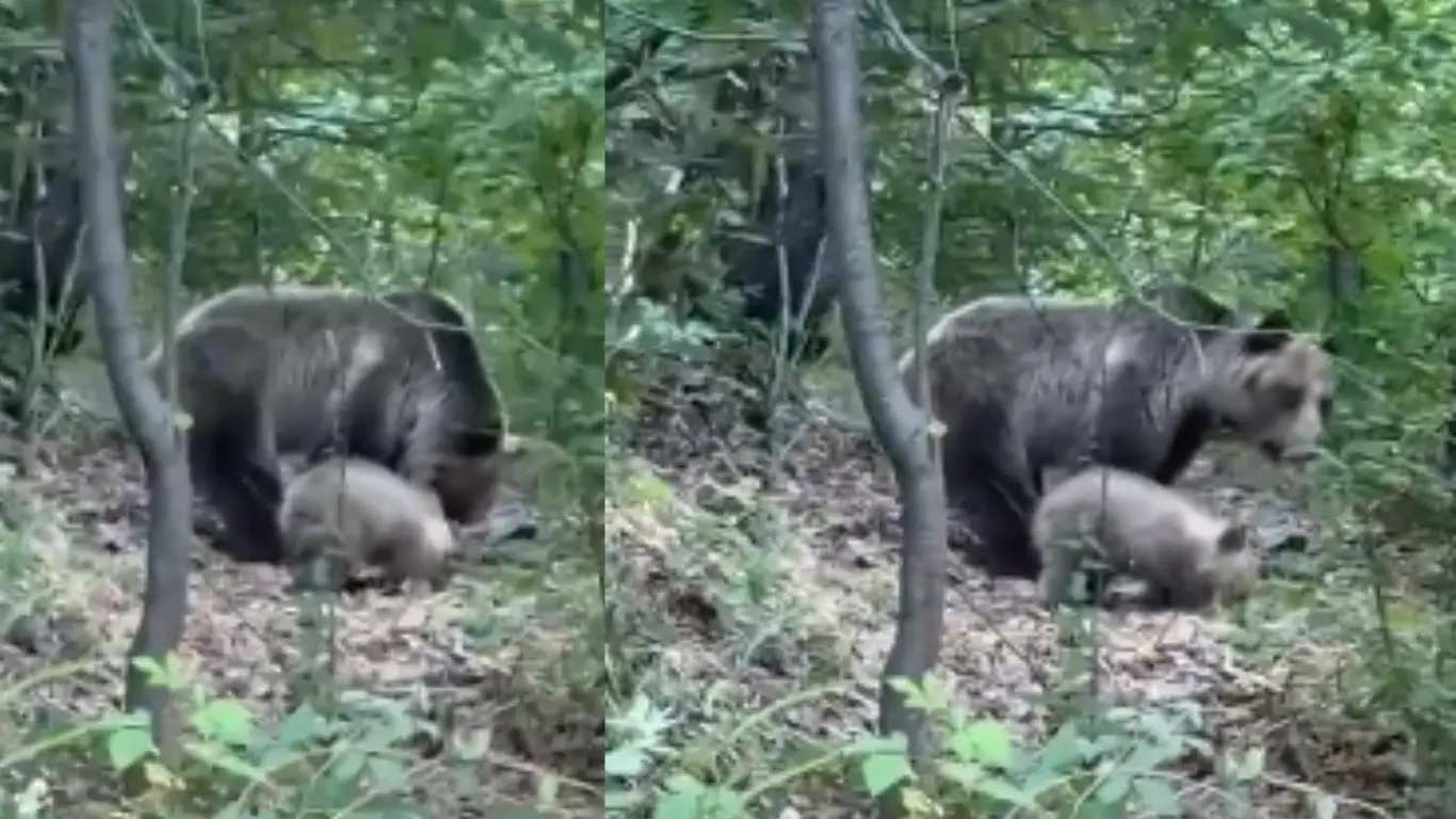 МЕЧКА И МАЛО МЕЧЕ ВО БЛИЗИНА НА БАЛТЕПЕ И КАЛЕТО