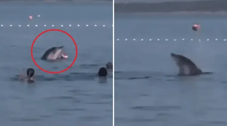 делфин си играше со топка во Хрватска