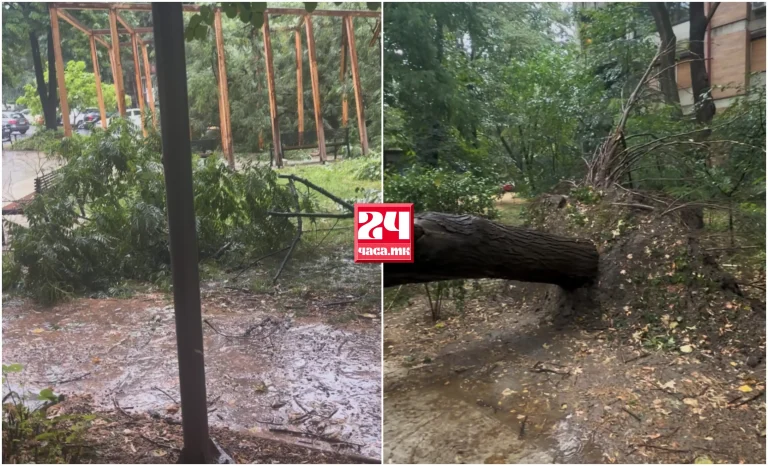 (ВИДЕО) ОТКОРНАТИ ДРВЈА ВО АЕРОДРОМ: Невремето остави траги низ главниот град