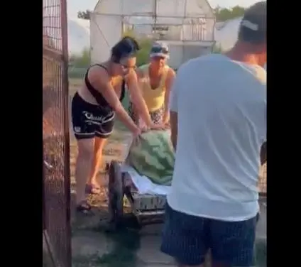 ВИДЕО ЧУДО ВО УНГАРИЈА: Одгледана лубеница тешка неверојатни 84 КИЛОГРАМИ