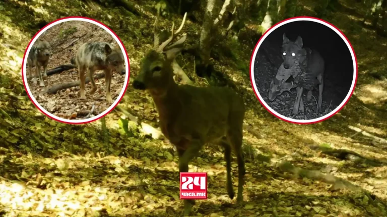 СКРИЕНИОТ ЖИВОТ НА ПЕЛИСТЕР: Фотозамките снимија дивокоза и други диви животни