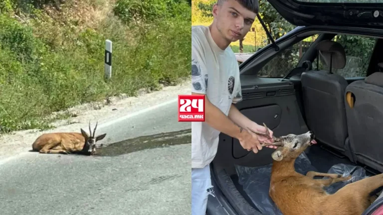 (ФОТО) УДРЕНА СРНА ОСТАВЕНА НА ПАТОТ: Хумани граѓани ја спасиле и ја однеле на ветеринар