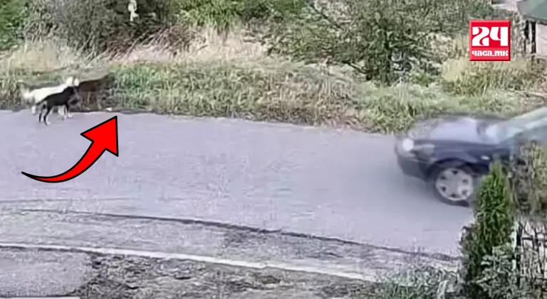 ВОЗНЕМИРУВАЧКО ВИДЕО: Возач во Пробиштип намерно гази кучиња покрај патот - едно угинато