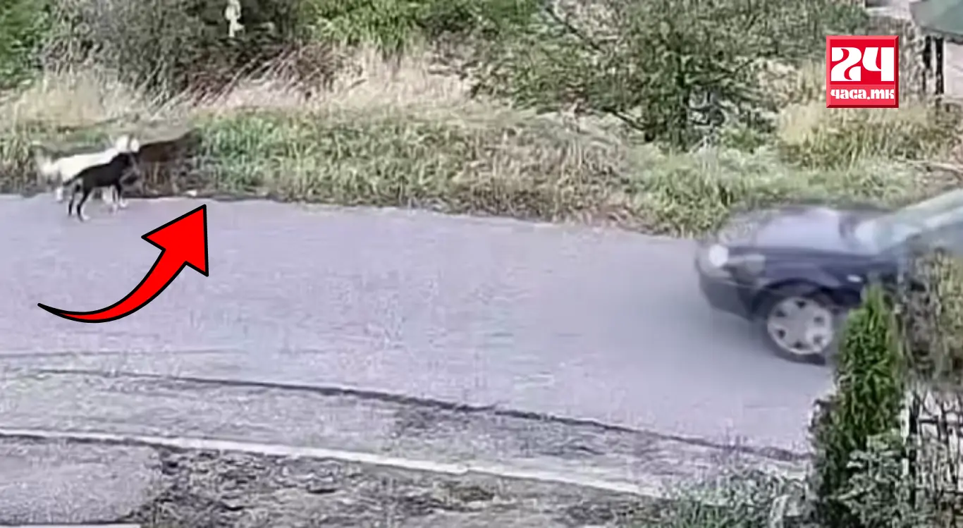 ВОЗНЕМИРУВАЧКО ВИДЕО: Возач во Пробиштип намерно гази кучиња покрај патот - едно угинато