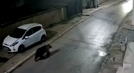 (ВИДЕО) МЕЧКА ЗАБЕЛЕЖАНА ВО ДОБРИ ДОЛ: Вторпат е видена во близина на основно училиште