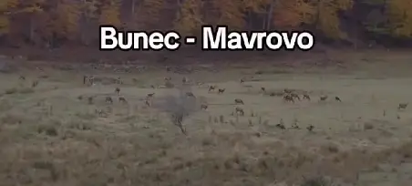 (ВИДЕО) ПРИРОДАТА ВО СВОЕТО НАЈУБАВО ИЗДАНИЕ: Големо стадо елени снимено во Бунец, Маврово