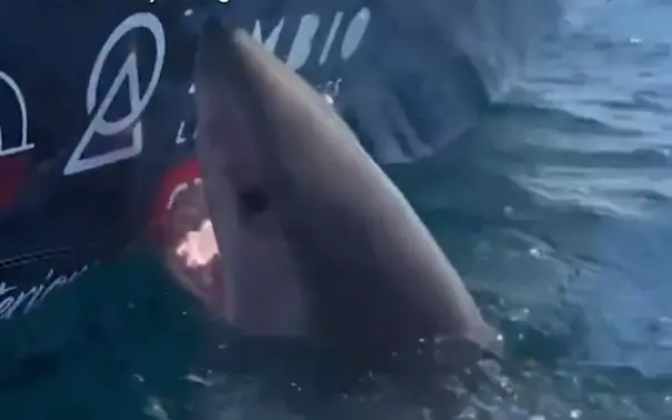 (ВИДЕО) ДРАМА НА МОРЕ: Ајкула нападна жена која се обидела да ја погали од брод