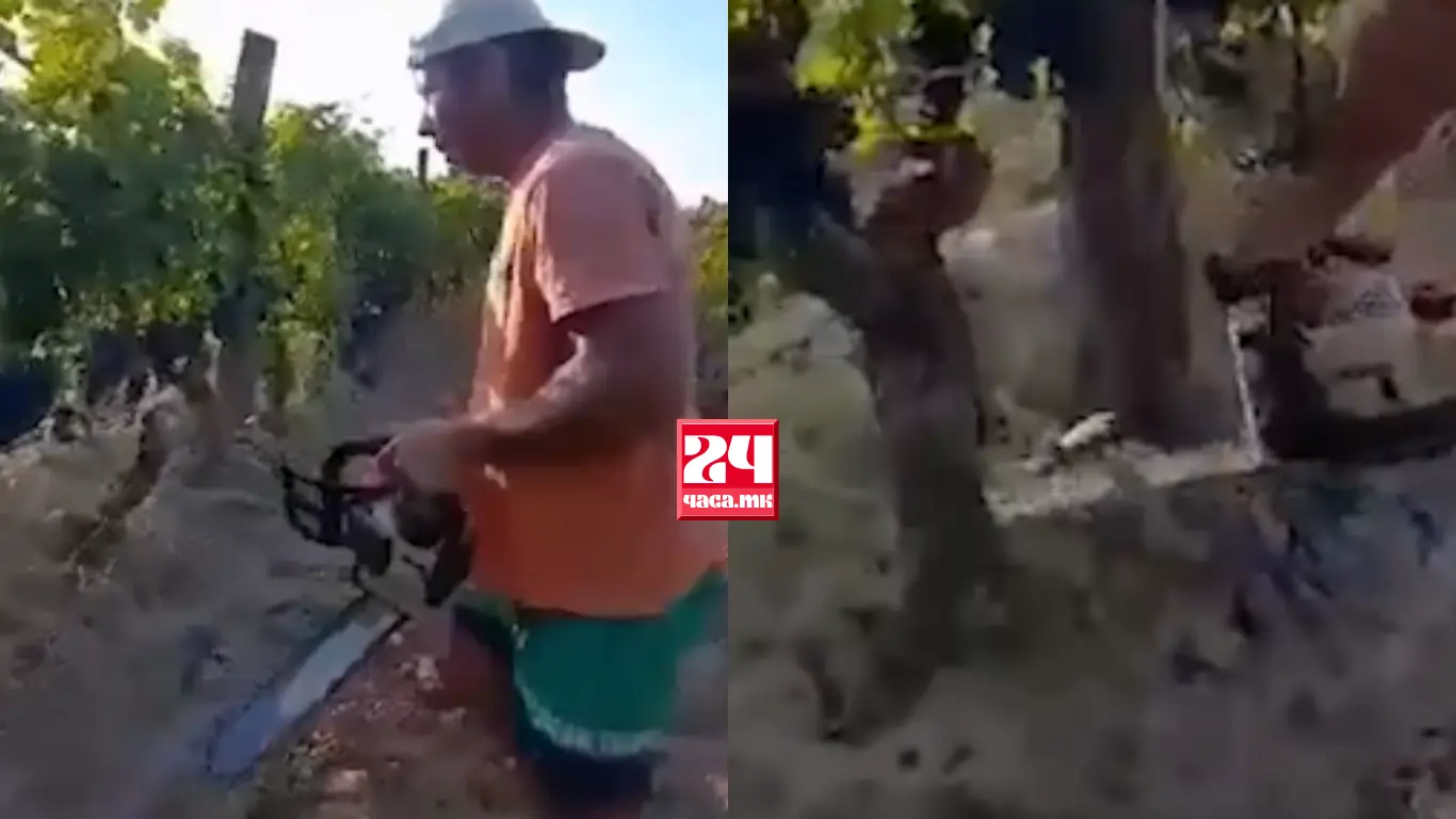 (ВИДЕО) ЗЕМЈОДЕЛЦИТЕ НЕ ГЛЕДААТ ИЗЛЕЗ: Почнаа да ги сечат лозјата во Тремник